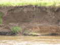 /album/my-local-birding-gallery/a2nd-main-part-of-sand-martin-colony-after-heavy-rains-jpg/